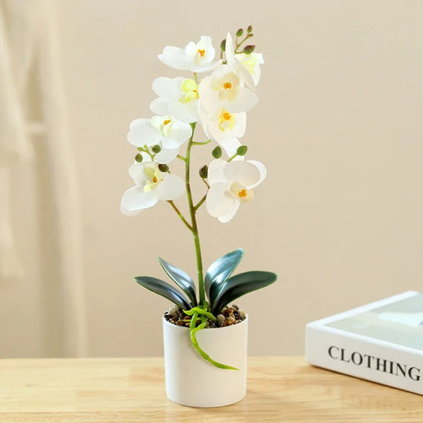 Wieczna orchidea dla stylowego wnętrza
