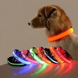 Fluorescencyjna LED Obroża Dla Psa Na Bezpieczne Wieczorne Spacery