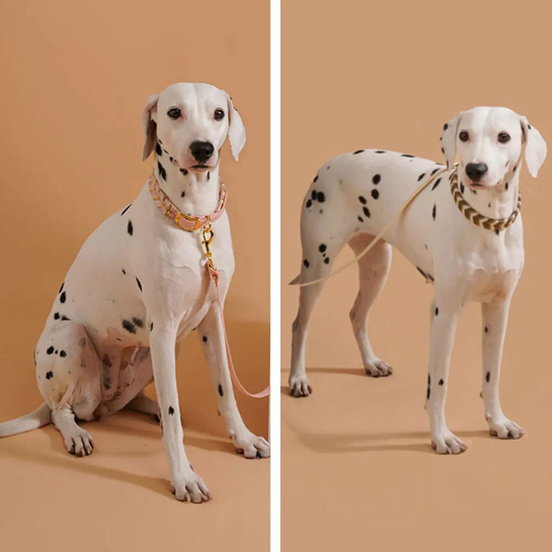 Wielobarwna Obroża dla Pupila – Idealna na Wyprawy