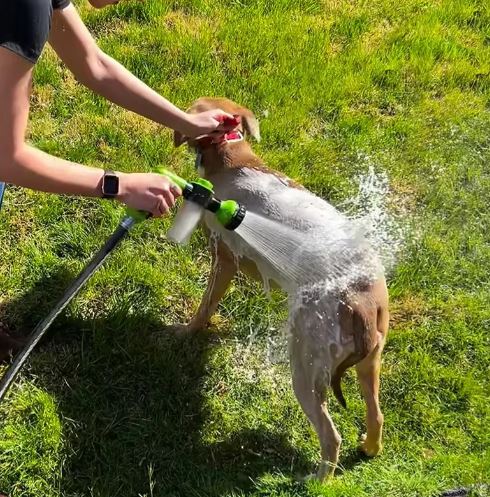 Narzędzia w sprayu do wosku dla psów Wygodne i dokładne czyszczenie